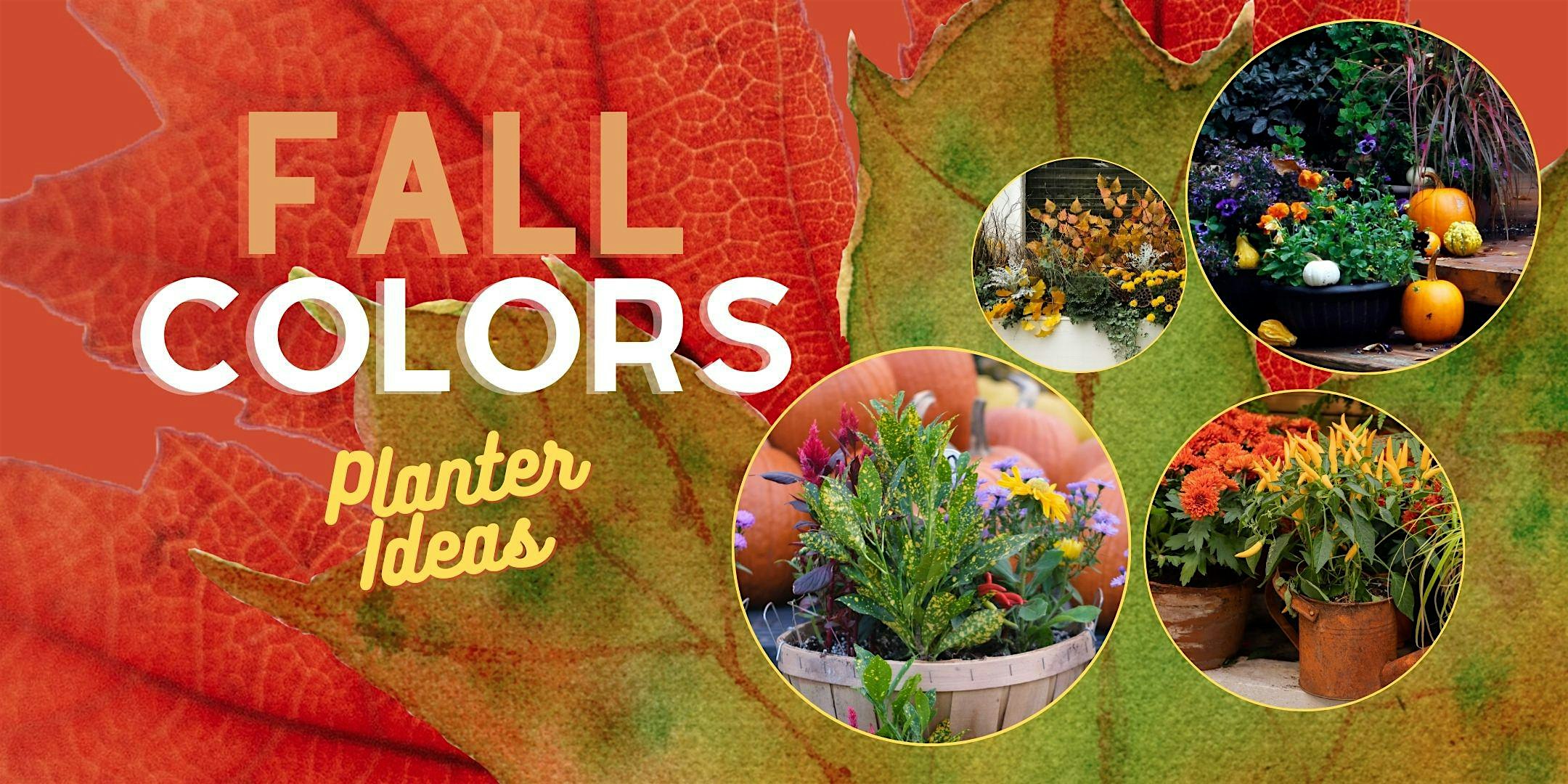 Fall Colorful Planter Ideas - Thrillers, Fillers and Spillers, Oh My!