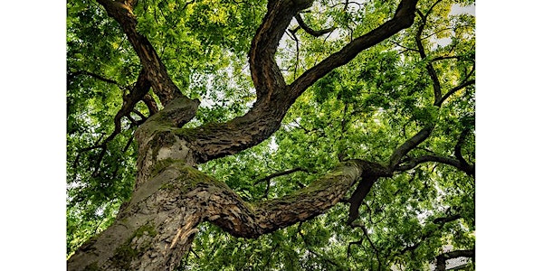 Under the Boughs with Robert S. Mecklenburg, MD, Virginia Mason