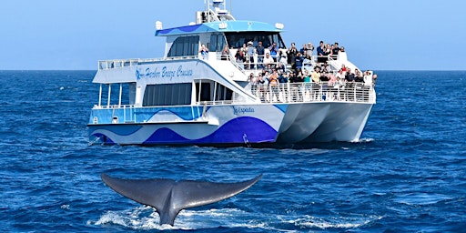 Imagen principal de Weekday Long Beach Whale Watch and Dolphin Tour