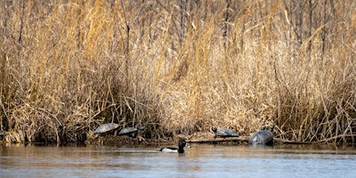 Imagem principal de Afternoon Bird Walk at Occoquan Bay National Wildlife Refuge