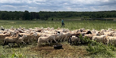 Primaire afbeelding van Sheep Herding Experience