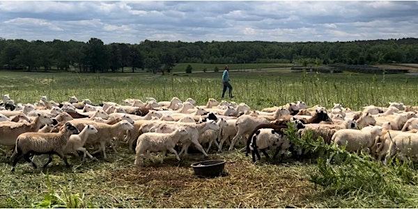 Sheep Herding Experience
