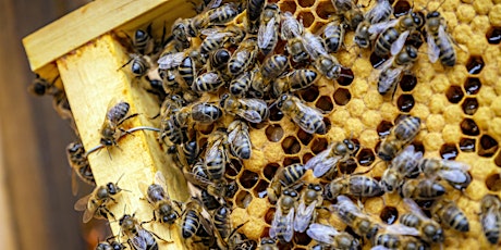 Imagen principal de Introduction to Beekeeping (theory part B)