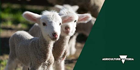 Resilient breeders workshop for sheep producers  - Greta 21 August primary image