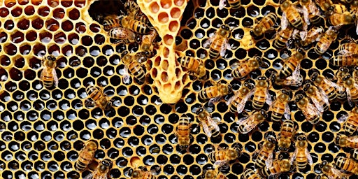 Primaire afbeelding van Introduction to honey bees and beekeeping