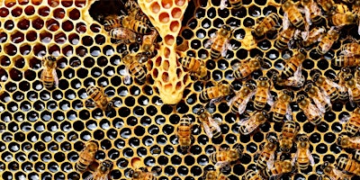 Hauptbild für Introduction to honey bees and beekeeping