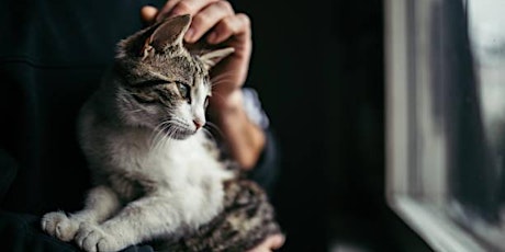 Purring Hearts Cat and Kitten Adoptions!