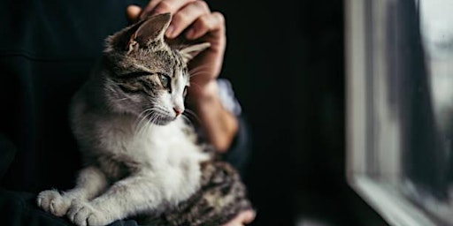 Purring Hearts Cat and Kitten Adoptions! primary image