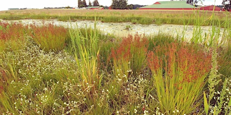 Wetland Plant ID - May 2024