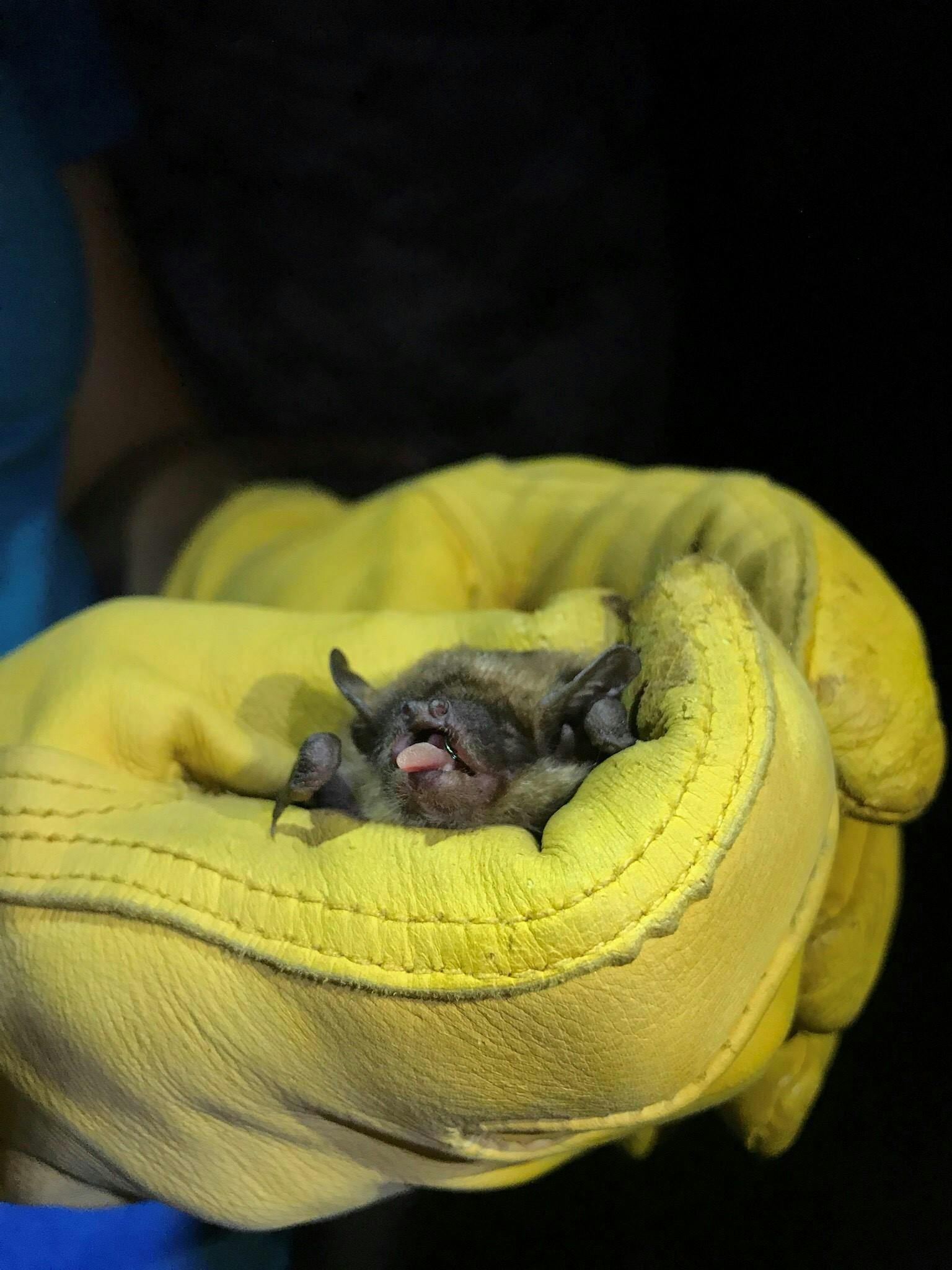 Bats of New Jersey