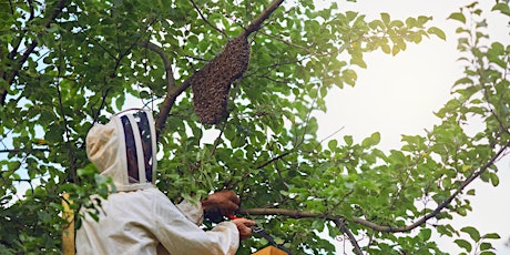Introduction to Beekeeping (theory part B) primary image