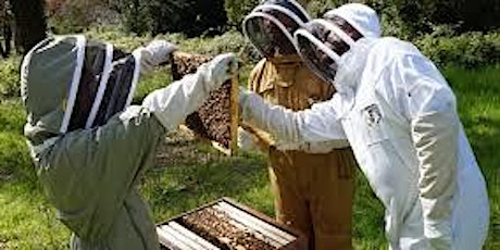 Inspecting & managing your bee hive (hands on workshop) primary image