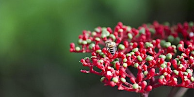 A Walk in God's Garden: Dairy Farm Nature Park primary image