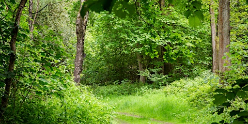 Primaire afbeelding van National Trust Forest Bathing at Standen - Emma Weaver (May - July)