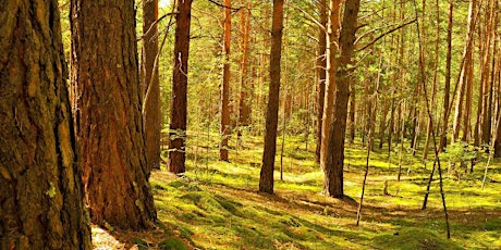 Forest Bathing+ Mindfulness in Nature at Quarry Bank,Cheshire: Apr-Oct 2024