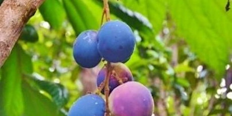 Incorporating bushfoods into your veggie patch or orchard primary image