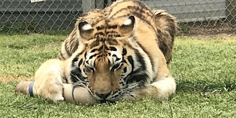 April FREE Big Cats Open House, 04/28/2019, 2pm-4pm primary image