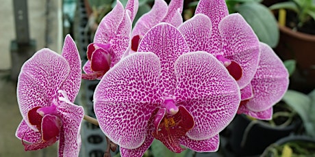 Phalaenopsis Orchid Care with Orchid Expert Janet Johnson primary image