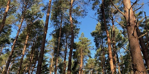 Forest Bathing with Woodlands Breathing at Binning Wood, North Berwick  primärbild