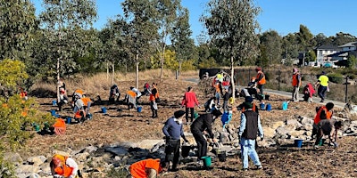 Wheelie Park Bushcare Group (1st Sunday of the month 9am - 12pm) primary image