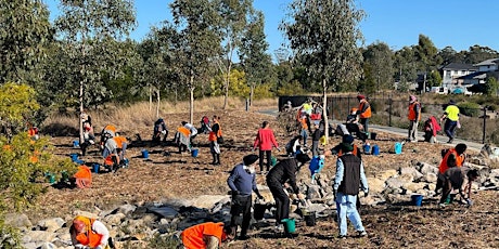 Wheelie Park Bushcare Group (1st Sunday of the month 9am - 12pm)