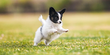 Pet Photography Workshop - Studio & Outdoor -  Anabel DFlux - Los Angeles primary image