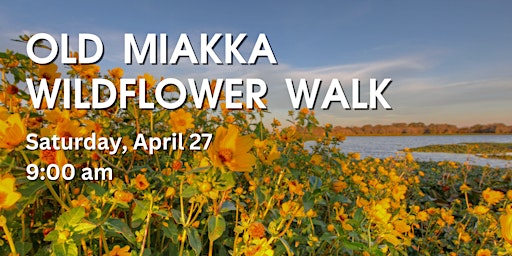 Imagem principal do evento Old Miakka Wildflower Walk