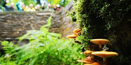 Imagen principal de Surrey mushroom forage and photoshoot!