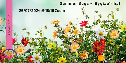 Image principale de Summer Bugs -  Bygiau’r haf