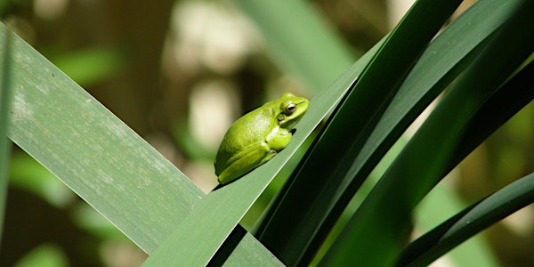 Tree Frog Bushcare Group (1st Sunday of the month 9am - 12pm)