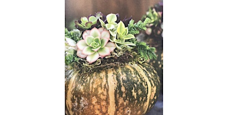 Primaire afbeelding van Succulent Pumpkin Centerpiece Workshop,  Sat, Oct 28th 2-4pm