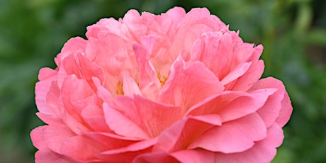 Canadian Peony Society Dinner and Live Auction primary image