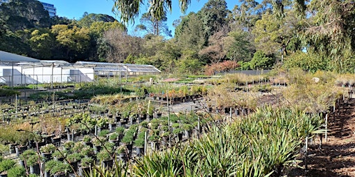 Behind the Blooms: A Backstage Pass to the WA Botanic Garden Nursery primary image