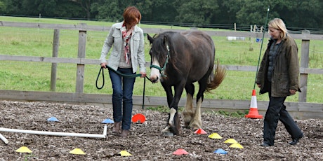 Leadership Coaching with Horses Taster Session