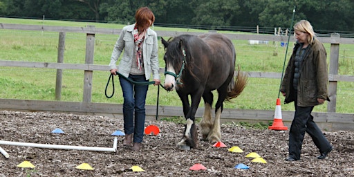 Hauptbild für Leadership Coaching with Horses Taster Session