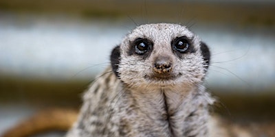 Meerkat and Porcupine Experience primary image