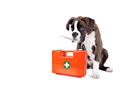 Dog First Aid primary image