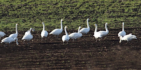 Winter Birdwatching walk to the Ouse Washes primary image