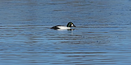 Imagen principal de Morning birdwatching at Stocker's lake