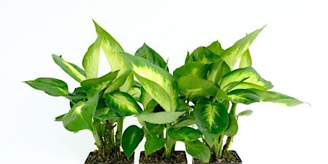 Indoor Plant Classes primary image