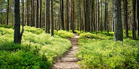 An Introduction to Forest Bathing (Free Event) primary image