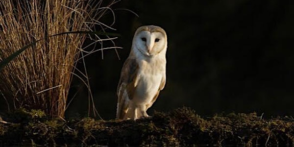 Pete Whieldon - Birds and Owls III (£15)