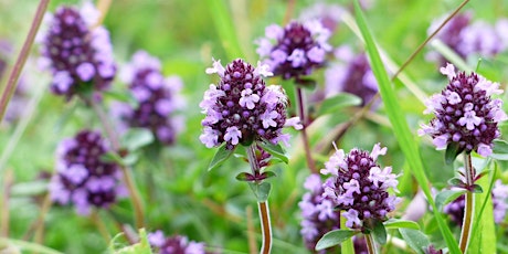 Herbal Medicine Walk