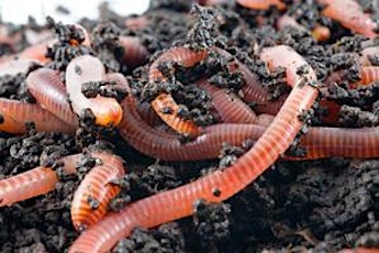 Worm Farming - Small and Large Scale primary image