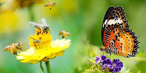 Primaire afbeelding van Bees and Butterflies Tea