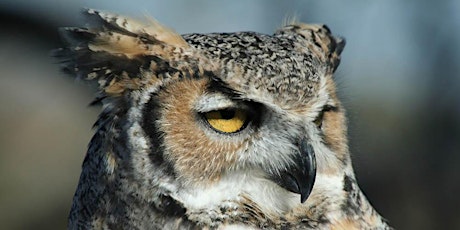 Owl Moon - Spring Equinox Version! primary image
