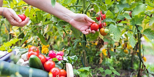 Imagem principal do evento Introduction to Food Growing Workshop