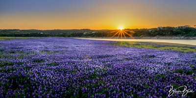 Hauptbild für Texas Bluebonnets Photo Workshop