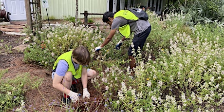 Invasive Species Removal at Mead Botanical Garden