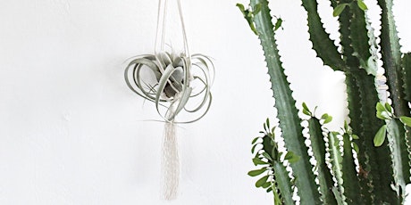 Driftwood & Knotted Air Plant Hanger Workshop with Danielle Churchill primary image